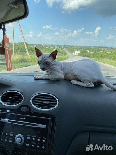 Канадский сфинкс