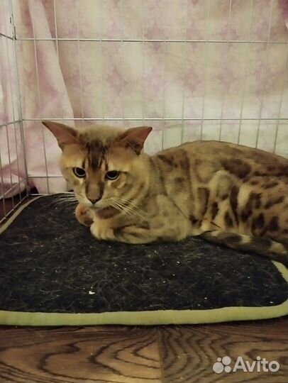 Найден кот бенгал, некастрирован