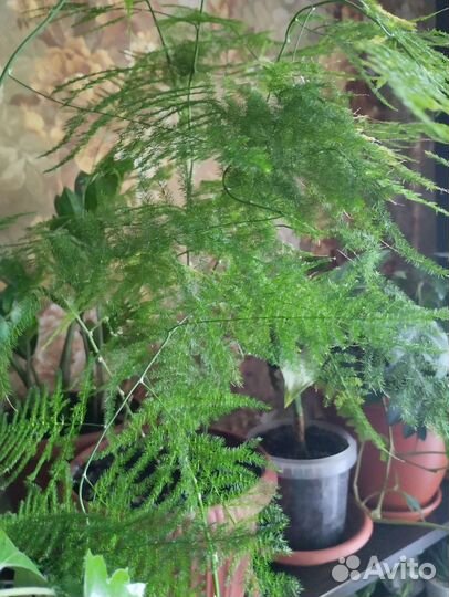 Аспирагус, фикус, цисус ромбовидный, традесканция