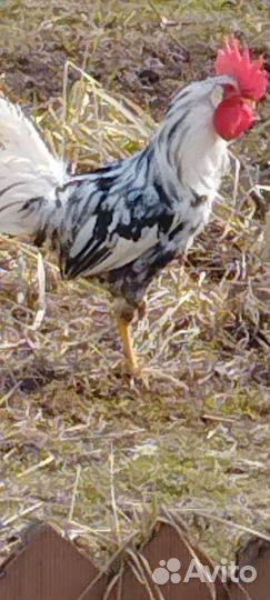 Петух леггорн далматинец 2 мес