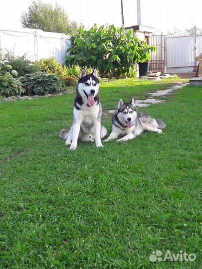 Щенки сибирской хаски
