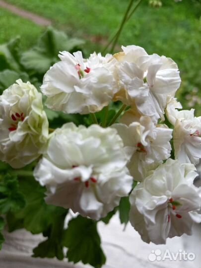 Герань пеларгония