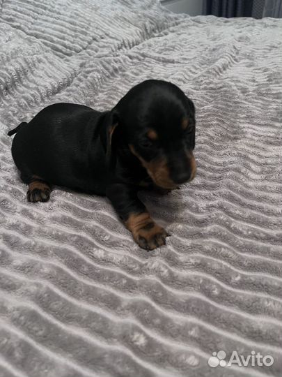 Щенки таксы