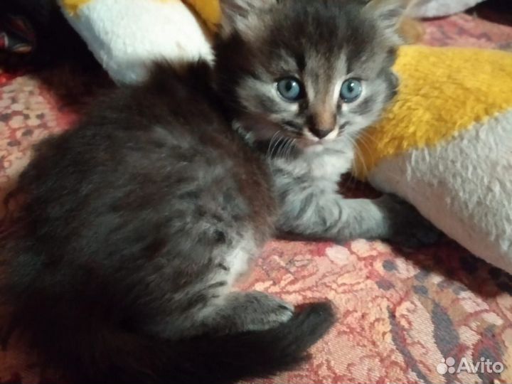 Котёнка отдам