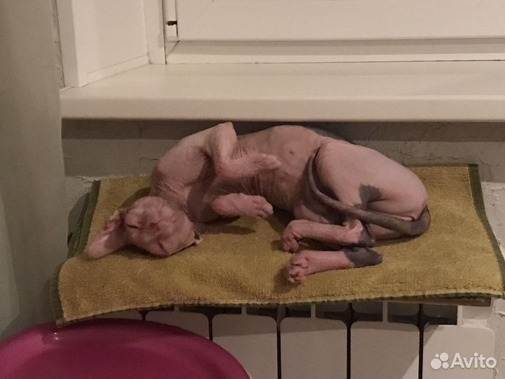 Канадский сфинкс