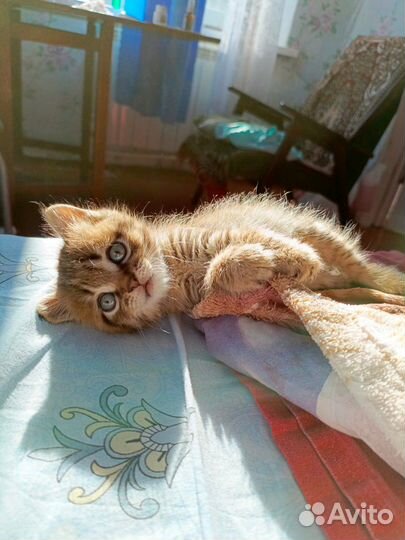 Кошки бесплатно