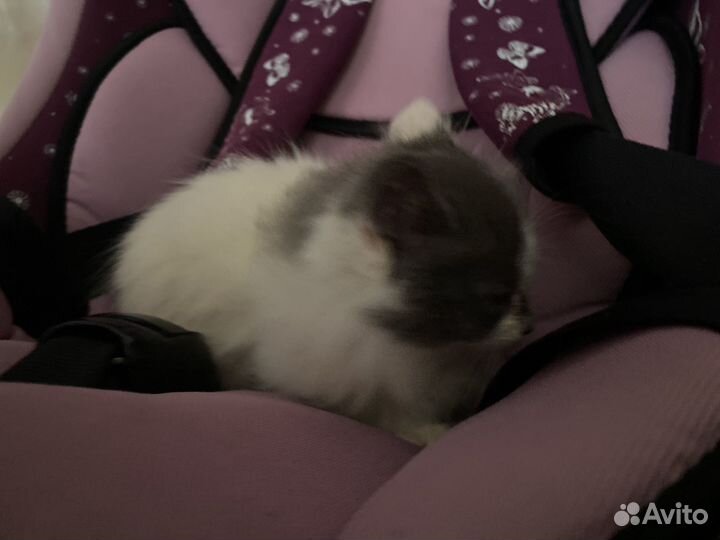 Котенок серо белый