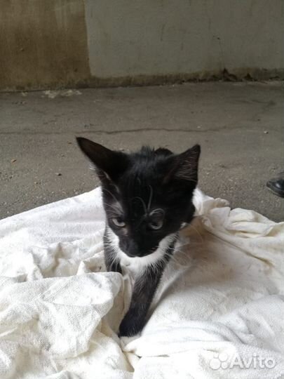Котята ищут дом