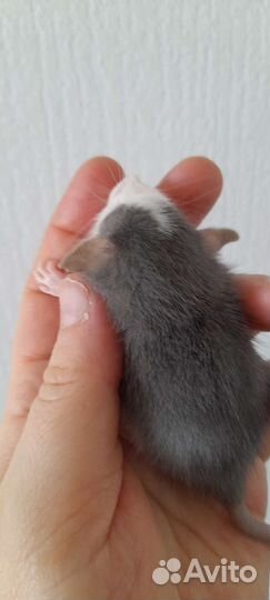 Крысята Дамбо ушастые с клеткой