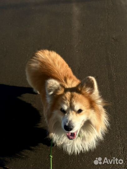 Выгул собак,няня,догситтер