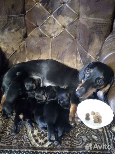 Щенки таксы