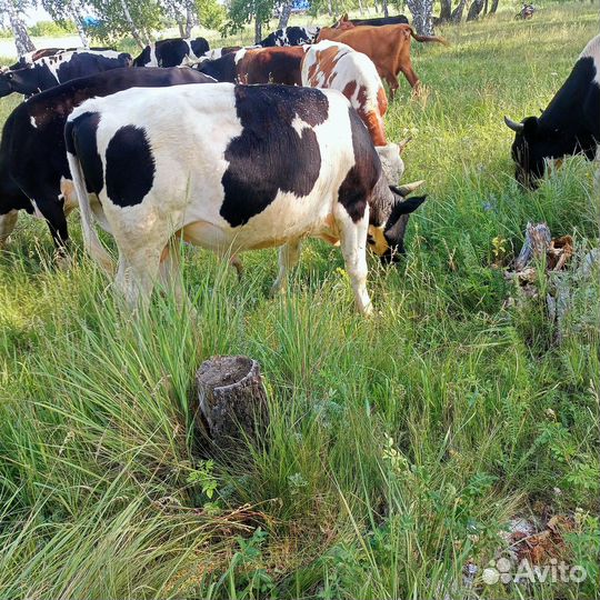 Крупно рогатый скот