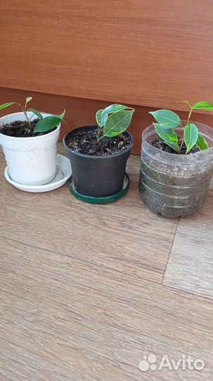 Фикус, панданус