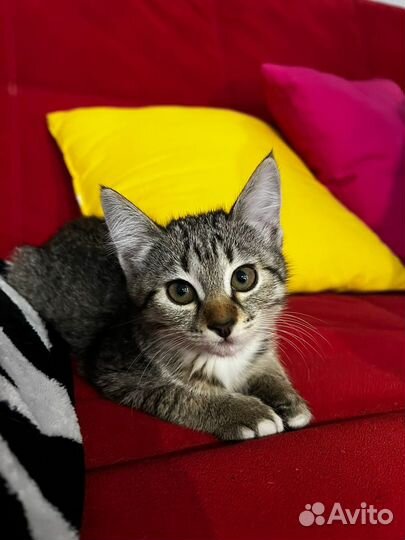 Кошка в дар бесплатно