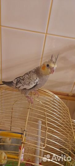 Ручной птенец попугая корелла