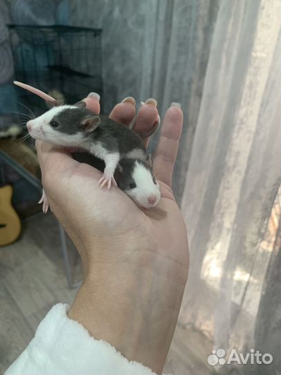Декоративная крысы дамбо расцветка хаски