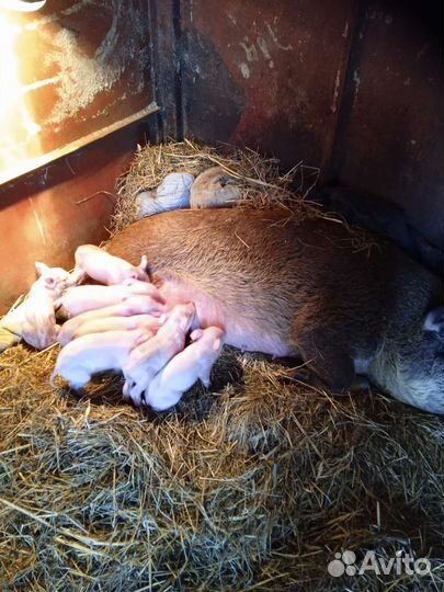 Хряк русская свинья на племя Въетнамская