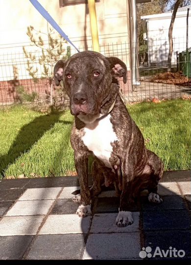 Собака питбультерьер