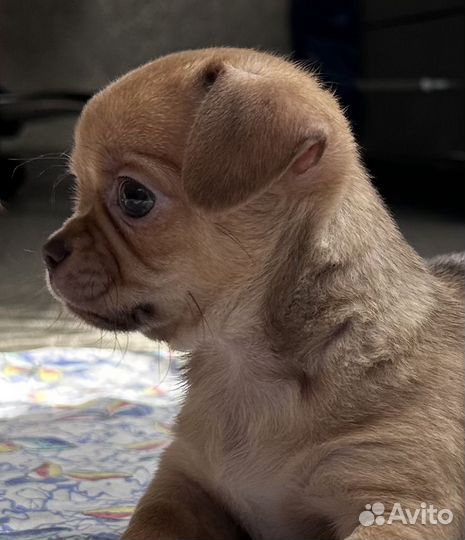 Чихуахуа мини мальчик