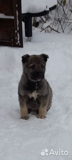 Щенята 1,5 мес