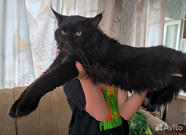 Мейн-кун в добрые руки купить в Москве | Животные и зоотовары | Авито