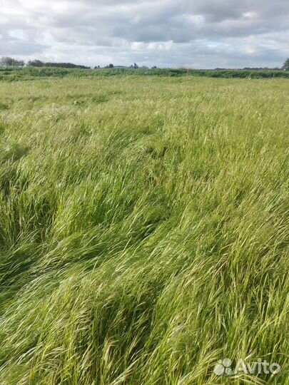 Участок под укос сена