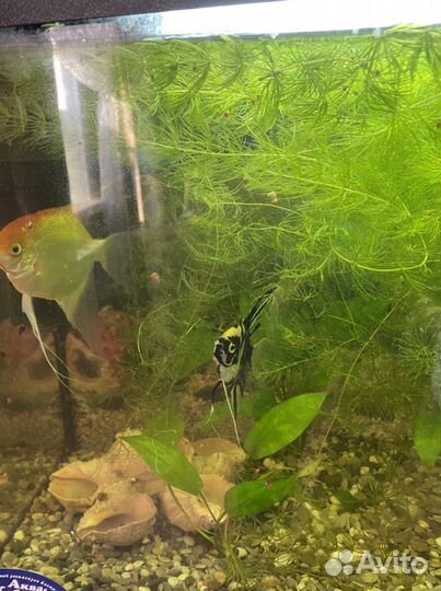 Роголистник