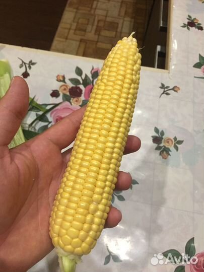 Супер Сладкая Кукуруза ноа