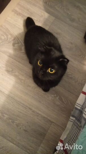 Кошечка ищет дом