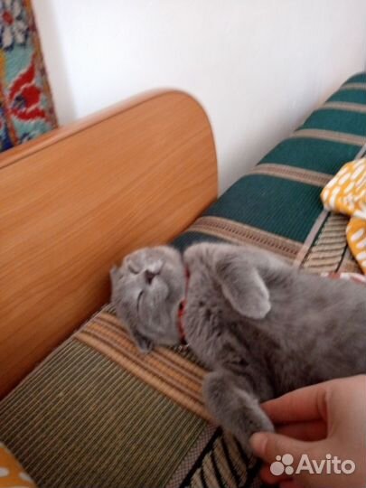 Кошки вислоухие