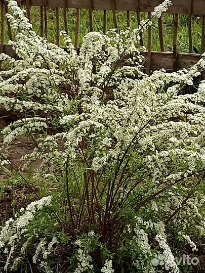 Саженцы многолетников цветов и ягод