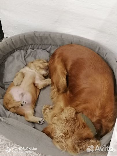 Щенки кокер спаниеля