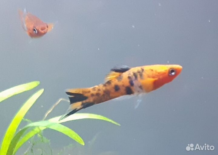 Аквариумные рыбки Меченосец