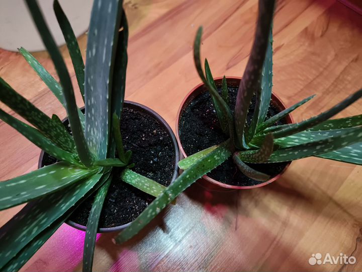 Алое вера столетник кактусы кактусята