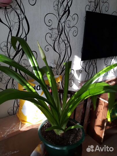 Гименокаллис взрослое растение