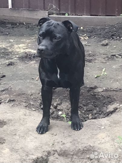 Английский стаффордширский бультерьер. вязка