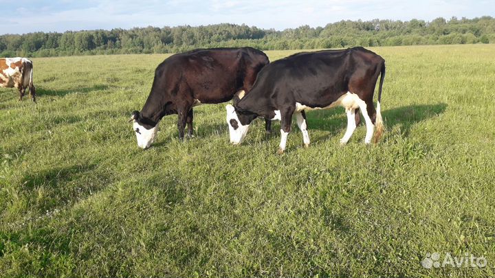 Коровы и бычки