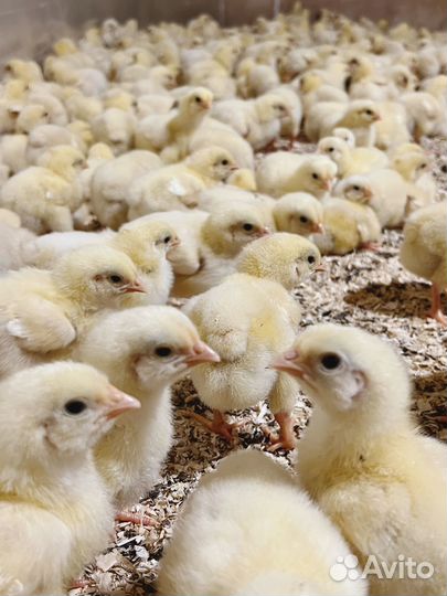 Цыплята бройлеры суточные Росс 308