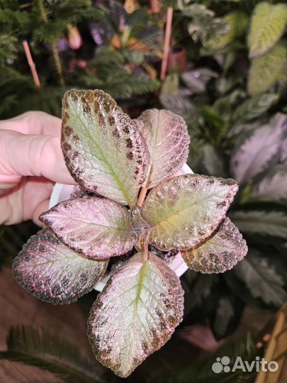 Комнатные растения цветы