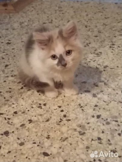 Трехцветный котенок, девочка, 3 месяца