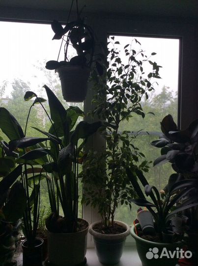 Комнатные цветочки много