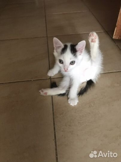 Отдам котенка в добрые руки