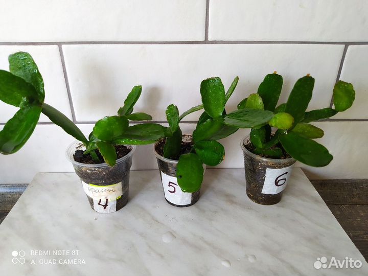 Рипсалидопсис (пасхальник)