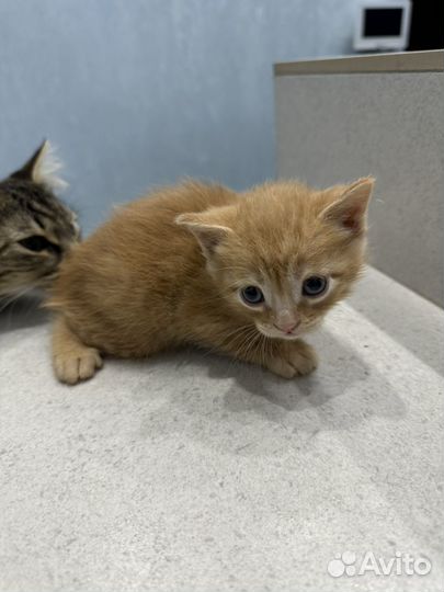 Котята