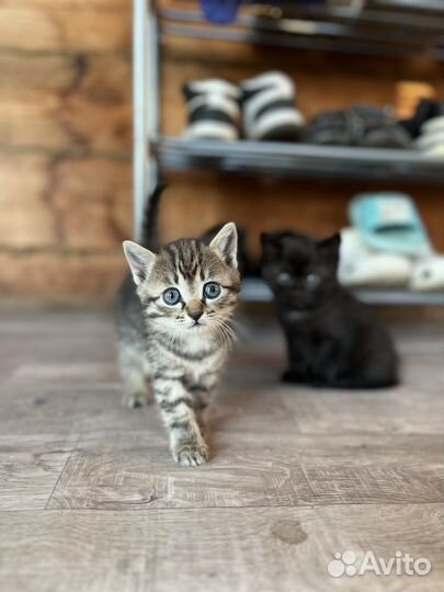 Котенок
