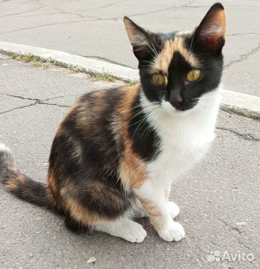 Кошечка в добрые руки