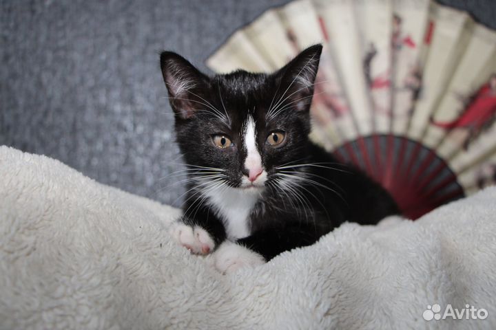 Котенок кошечка кошка