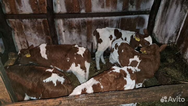 Телята бычки