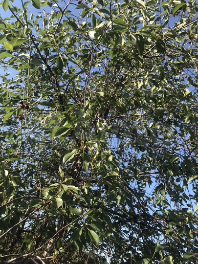 Участок 13 сот. (ИЖС)