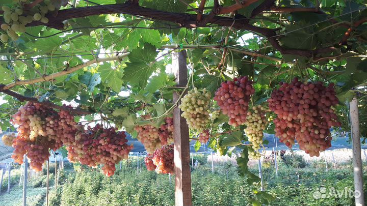 Саженцы винограда